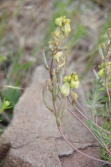 Astragalus obscurus