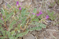Astragalus iodanthus