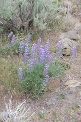 Lupinus nevadensis