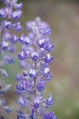 Lupinus nevadensis