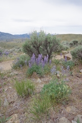 Lupinus nevadensis