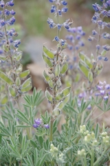 Lupinus nevadensis