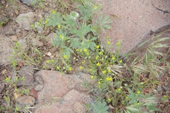 Rigiopappus leptocladus