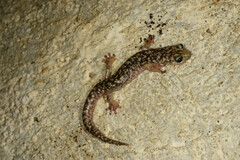 Sarrabus Cave Salamander photo 2