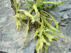 Pinguicula longifolia