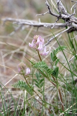 Astragalus andersonii
