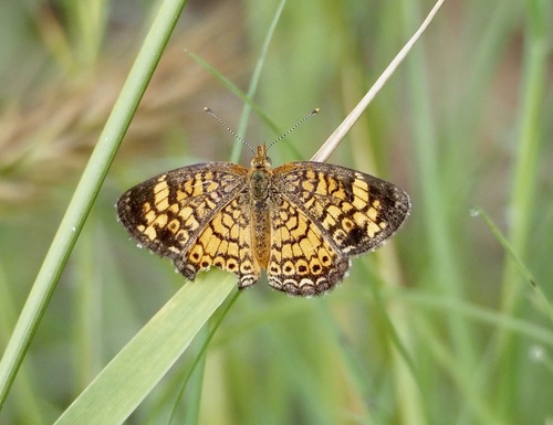 Pearl Crescent photographed in New Mexico