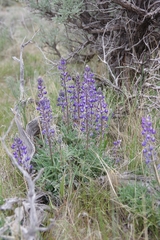 Lupinus nevadensis