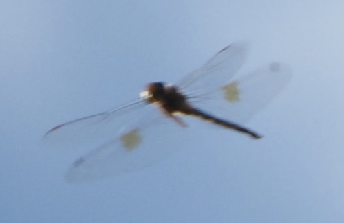 Evening Skimmer photo 4