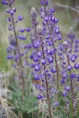 Lupinus nevadensis