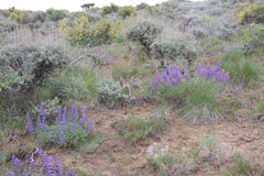 Astragalus andersonii