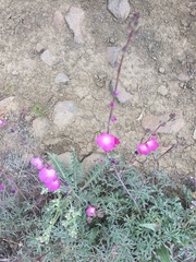 Sidalcea glaucescens