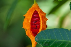 Nylanderia bourbonica