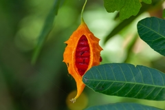 Nylanderia bourbonica