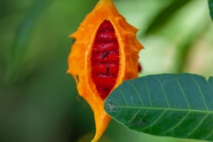Nylanderia bourbonica