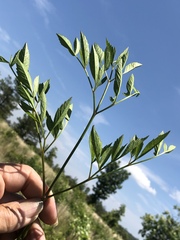 Ligusticum canadense