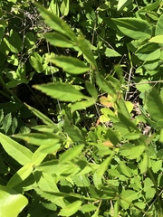 Ligusticum canadense