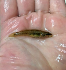 Etheostoma squamiceps