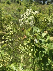 Ligusticum canadense