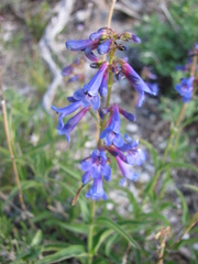 Penstemon watsonii