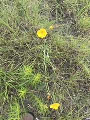 Thelesperma simplicifolium