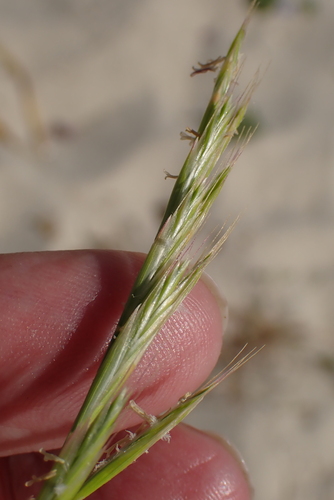 Image of Festuca fasciculata by no rights reserved