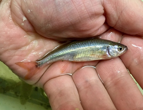 Redfin Shiner