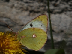 Colias phicomone