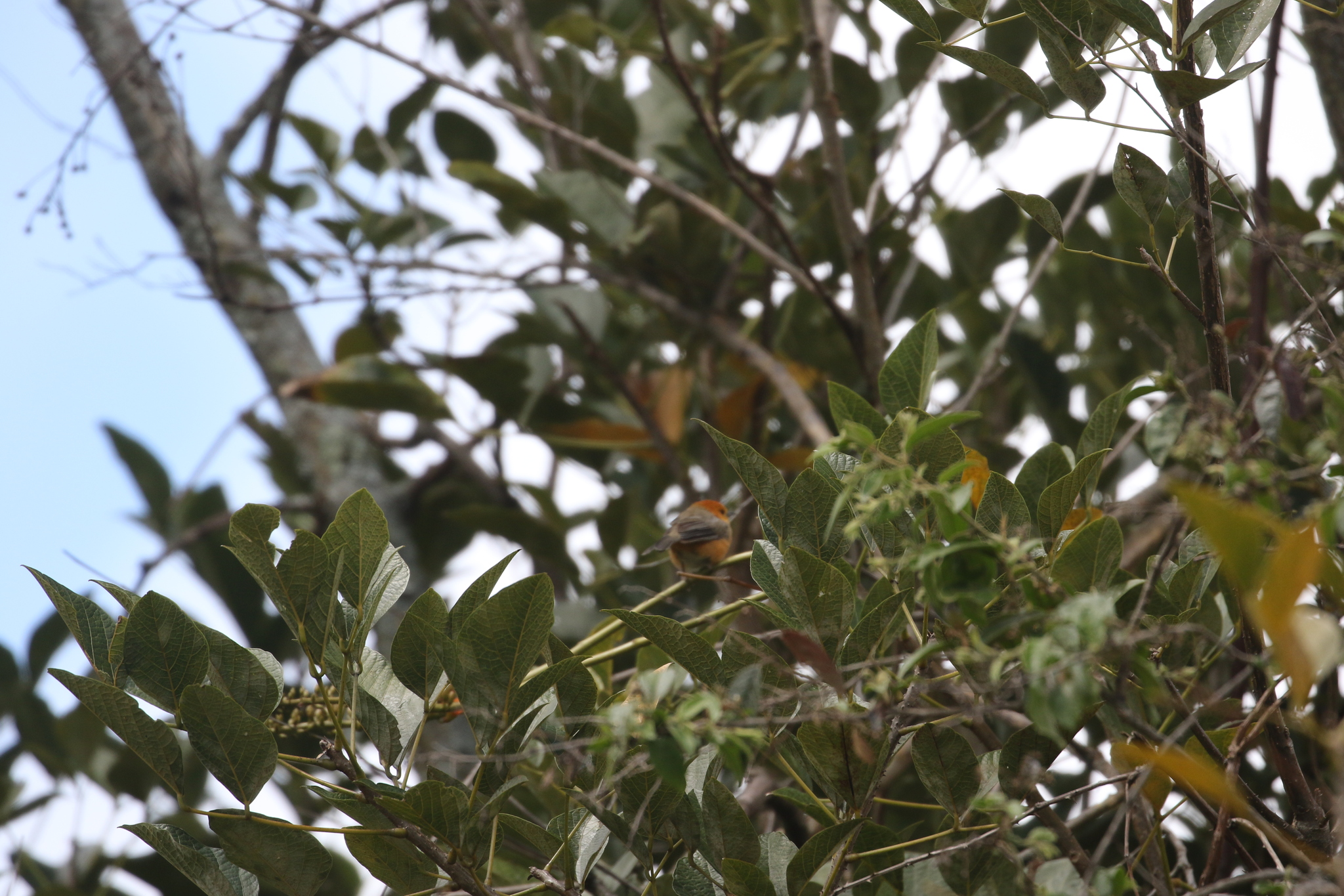 Rufous-chested Tanager (Thlypopsis ornata), photo 6