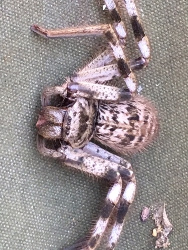 Western Australian Banded Huntsman