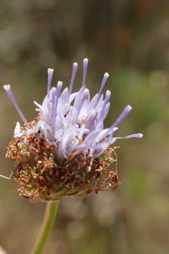 Image of Jasione maritima by no rights reserved