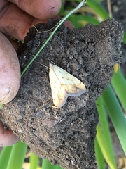 Evergestis extimalis