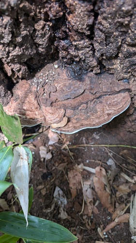 Ganoderma applanatum