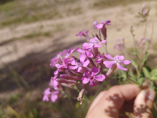 Image of Atocion Lituanicum (Atocion lituanicum) by no rights reserved