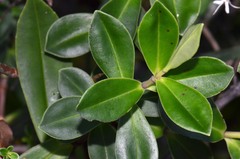 Veronica stricta macroura