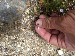 Saltugilia australis