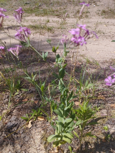 Image of Atocion Lituanicum (Atocion lituanicum) by no rights reserved