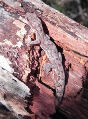 Amalosia jacovae