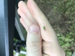 Pachyrhinus lethierryi