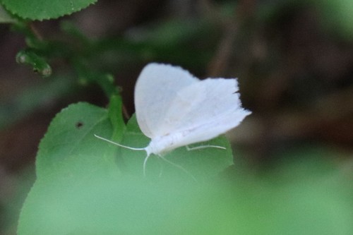 Little Emerald, 6721 Bennekom, Nederland, photo 8 of 10