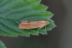 Lathronympha strigana