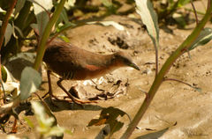 Laterallus melanophaius