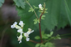 Ceratocapnos claviculata