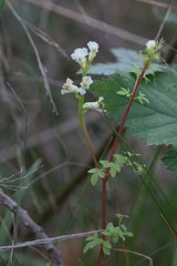 Ceratocapnos claviculata
