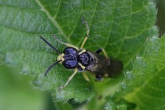 Tenthredo zonula