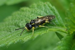 Tenthredo zonula