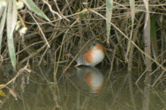 Laterallus melanophaius