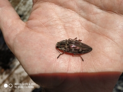 Chalcophora mariana massiliensis