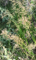 Juncus rugulosus