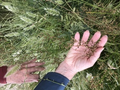 Juncus rugulosus